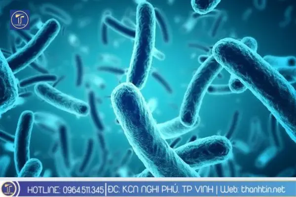 Vi sinh vật kỵ khí xử khí xử lý nước thải