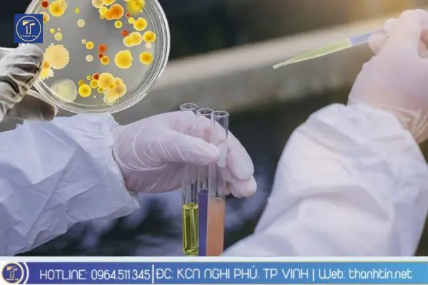 Vi sinh vật xử lý nước thải cao su